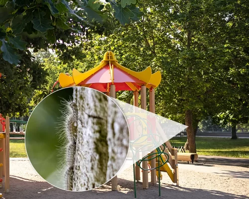 Eichenprozessionsspinner an einem Spielplatz erkennen Nahaufnahme eines Eichenprozessionsspinners an einem Baum vor einem Spielplatz. Die Lupe hebt die Raupe hervor und verdeutlicht die potenzielle Gefährdung im Aufenthaltsbereich.
