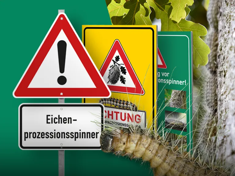 Beitragsbild_Warnschilder und Hohlkammerplakate gegen Eichenprozessionsspinner Warnschilder, Hohlkammerplakate und Raupe des Eichenprozessionsspinners.