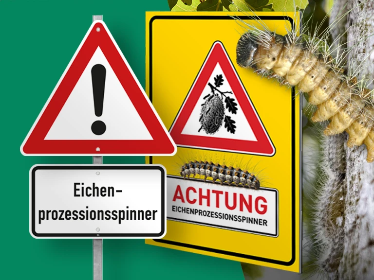 Warnschilder, Hohlkammerplakat und Raupe des Eichenprozessionsspinners.